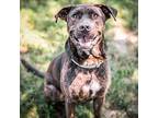 Sunny, Retriever (unknown Type) For Adoption In Merriam, Kansas