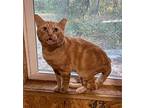 Buster, Domestic Shorthair For Adoption In Pelion, South Carolina