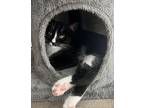 Kitten Jafar, Domestic Shorthair For Adoption In Seal Beach, California