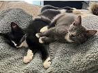 Kitten Iago, Domestic Shorthair For Adoption In Seal Beach, California