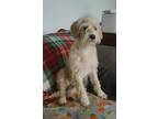 Paisley, Terrier (unknown Type, Small) For Adoption In Colleyville, Texas