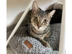 Jason, Domestic Shorthair For Adoption In Key West, Florida
