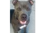 Roscoe, American Pit Bull Terrier For Adoption In Henderson, Nevada