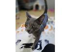 Charlotte, Domestic Shorthair For Adoption In Wilson, North Carolina
