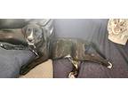 Samhain, American Pit Bull Terrier For Adoption In Germantown, Ohio