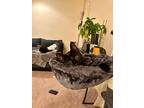 Oscar, Domestic Shorthair For Adoption In Painted Post, New York