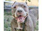 Sugar, American Pit Bull Terrier For Adoption In La Grange, Illinois
