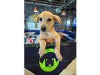 Athens Aka Madrid, Labrador Retriever For Adoption In Windermere, Florida