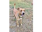 Ozzy, Labrador Retriever For Adoption In St. James, Minnesota