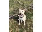 Fritos, Labrador Retriever For Adoption In Alexandria, Virginia