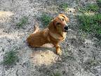 Wittie, Dachshund For Adoption In Missouri City, Texas