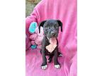 Quinna, Dachshund For Adoption In Missouri City, Texas