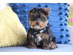 Tiny Tim