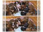 Boxer PUPPY FOR SALE ADN-838675 - AKC Registered Boxer Puppies