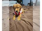 Golden Retriever PUPPY FOR SALE ADN-838657 - Precious Golden Retriever Puppies