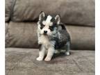 Pomsky PUPPY FOR SALE ADN-838620 - Adorable F2 Pomsky Puppies Ready for New Home