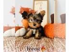 Yorkshire Terrier PUPPY FOR SALE ADN-838582 - YORKIES YORKIES YORKIES