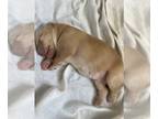 Golden Labrador PUPPY FOR SALE ADN-838489 - Goldador pups