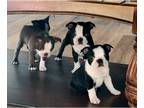 Boston Terrier PUPPY FOR SALE ADN-838674 - Boston terriers