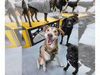Huskies Mix DOG FOR ADOPTION RGADN-1383525 - McFly - Husky / Terrier / Mixed Dog