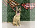 German Shepherd Dog Mix DOG FOR ADOPTION RGADN-1384228 - KASHA - German Shepherd