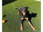Labrottie DOG FOR ADOPTION RGADN-1384366 - STEVIE - Labrador Retriever /