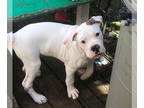 Boxer DOG FOR ADOPTION RGADN-1384463 - Kyle - Boxer Dog For Adoption