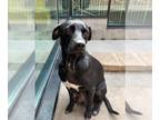 Labrador Retriever Mix DOG FOR ADOPTION RGADN-1384694 - BELLA - Labrador