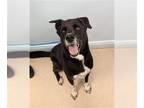 Borador DOG FOR ADOPTION RGADN-1385365 - MANILOW - Labrador Retriever / Border