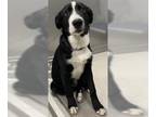 Border Collie Mix DOG FOR ADOPTION RGADN-1385954 - BANKS - Border Collie / Mixed