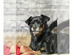 Miniature Pinscher Mix DOG FOR ADOPTION RGADN-1340353 - Clementine - Miniature