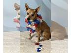 Basenji Mix DOG FOR ADOPTION RGADN-1341369 - Carly - Basenji / Mixed (short