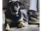 Huskies Mix DOG FOR ADOPTION RGADN-1347230 - Jasmine - Shepherd / Husky / Mixed