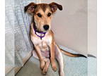 Berger Picard Mix DOG FOR ADOPTION RGADN-1358839 - Fidget - Picardy Shepherd /