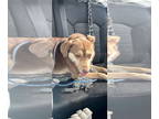 Huskies Mix DOG FOR ADOPTION RGADN-1360314 - Zena - Husky / Shepherd / Mixed