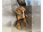 Retriever Mix DOG FOR ADOPTION RGADN-1373239 - Geo - Retriever / Hound / Mixed