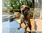 Feist Terrier Mix DOG FOR ADOPTION RGADN-1376519 - Scout - Feist / Terrier /