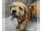 Airedale Terrier Mix DOG FOR ADOPTION RGADN-1378454 - Dewey - Terrier / Airedale