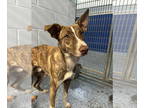 Border-Aussie DOG FOR ADOPTION RGADN-1378803 - Wallace - Adoption Pending -