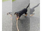 Rottweiler Mix DOG FOR ADOPTION RGADN-1379578 - George: at the shelter -