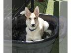 German Shepherd Dog Mix DOG FOR ADOPTION RGADN-1382131 - BUTTHEAD - Australian