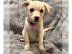 Labrador Retriever Mix DOG FOR ADOPTION RGADN-1382285 - Toffee - Labrador