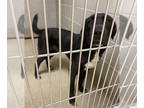 Labrador Retriever DOG FOR ADOPTION RGADN-1382332 - 2410-0926 Cole (Off Site