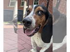 Basset Hound DOG FOR ADOPTION RGADN-1382337 - Boomer FKA Rylee - Basset Hound