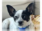 Jack-Rat Terrier DOG FOR ADOPTION RGADN-1382338 - Josie - Rat Terrier / Jack