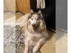 Alaskan Malamute-Huskies Mix DOG FOR ADOPTION RGADN-1382340 - Gusto - Husky /