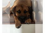 Mastiff Mix DOG FOR ADOPTION RGADN-1382343 - Walter - Mastiff / Mixed Dog For