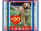 Labrador Retriever Mix DOG FOR ADOPTION RGADN-1382347 - KELLER - $50 - Hound /