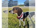 Beagle DOG FOR ADOPTION RGADN-1382349 - Austin - Beagle (short coat) Dog For