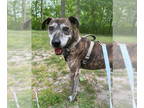 Plott Hound Mix DOG FOR ADOPTION RGADN-1382351 - 2410-0804 Draco - Plott Hound /